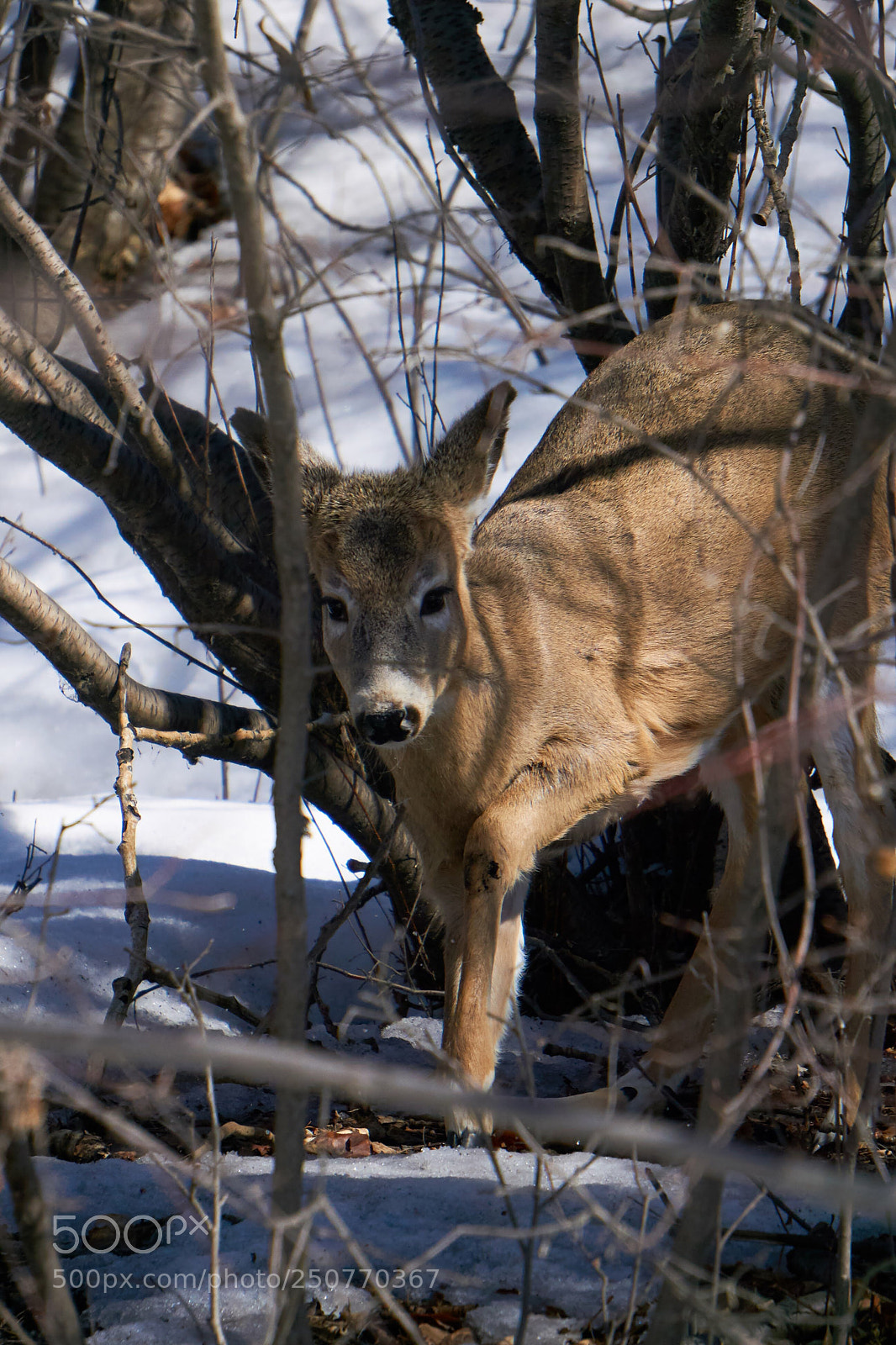 Sony a6000 sample photo. Spring deer photography