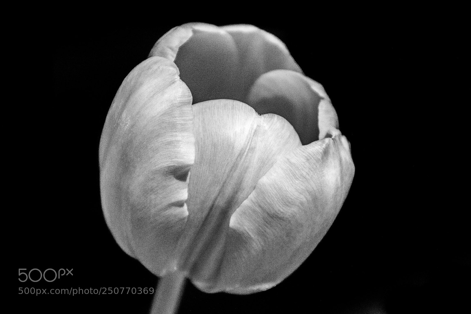 Canon EOS 70D sample photo. Tulip beauty on black photography