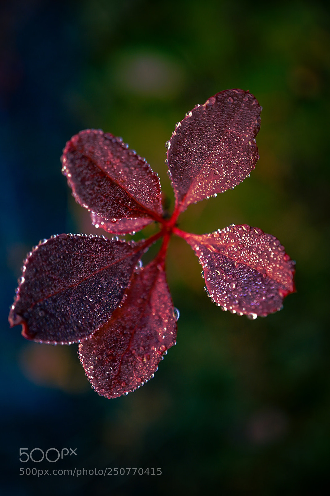 Sony a7 II sample photo. Color and light photography