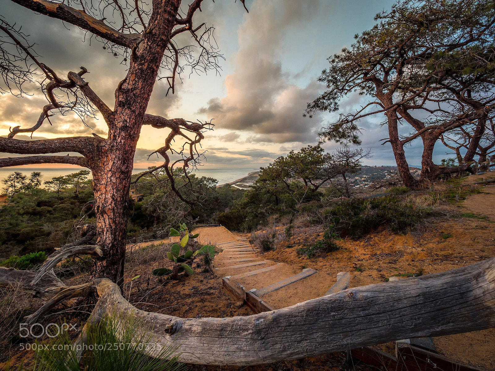 Panasonic Lumix DC-G9 sample photo. Torrey pines photography