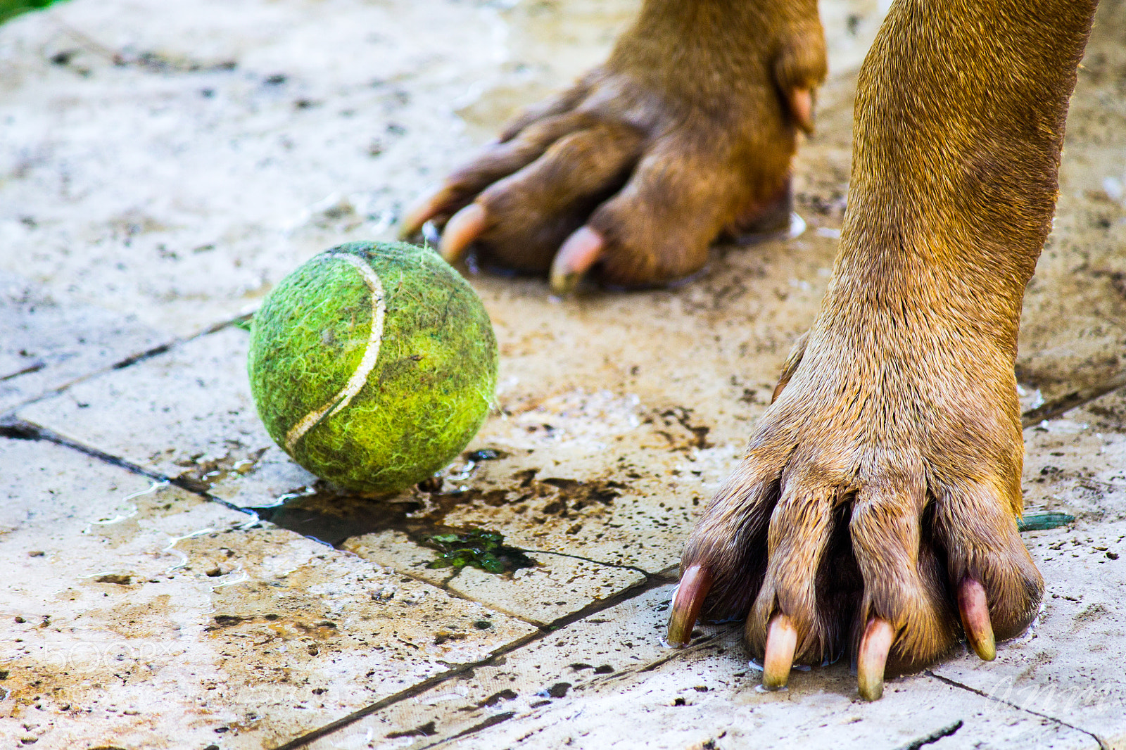 Canon EOS 1100D (EOS Rebel T3 / EOS Kiss X50) sample photo. My ball photography