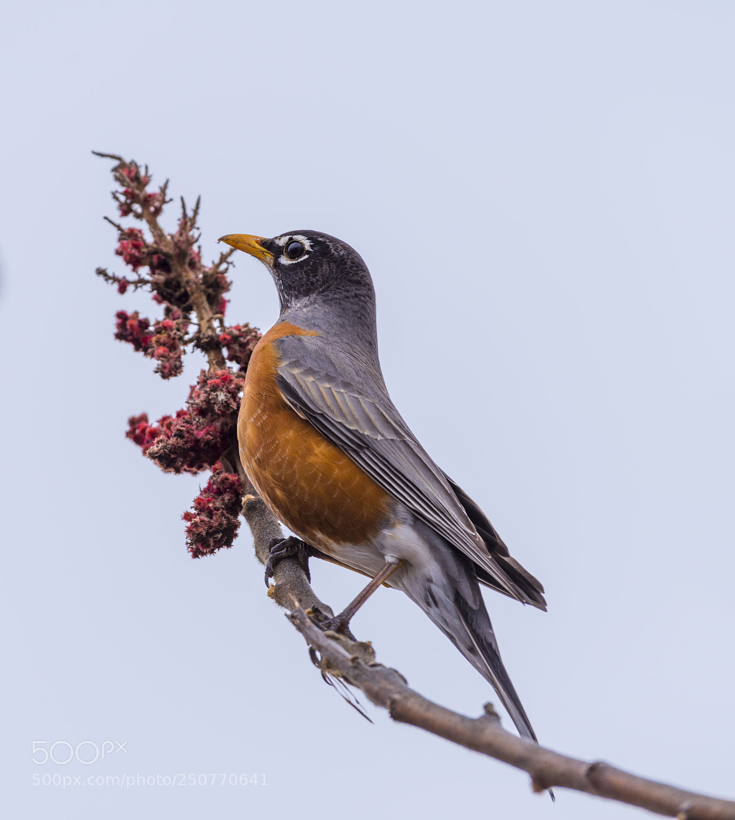 Nikon D810 sample photo. American robin photography