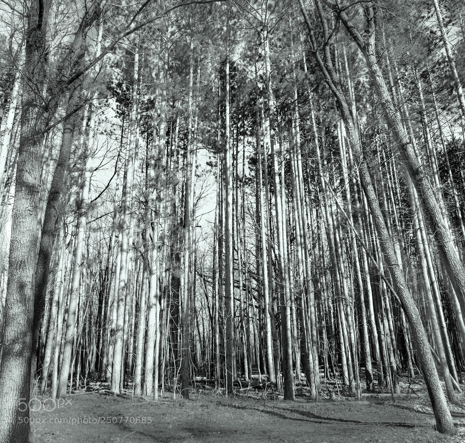 Nikon D3200 sample photo. Trunks photography