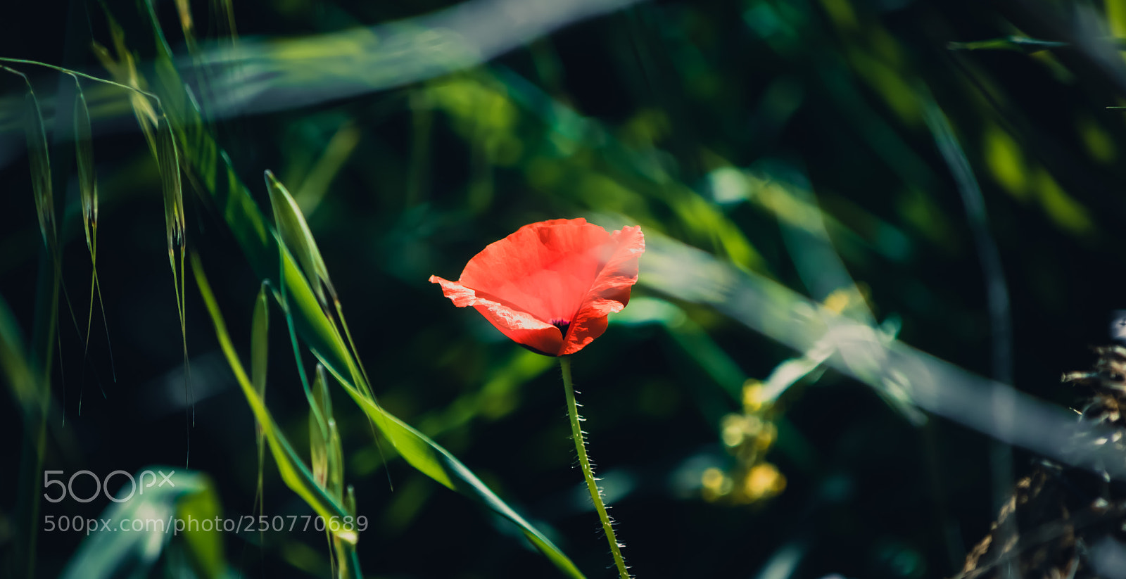 Nikon D5300 sample photo. Alone in the grass photography