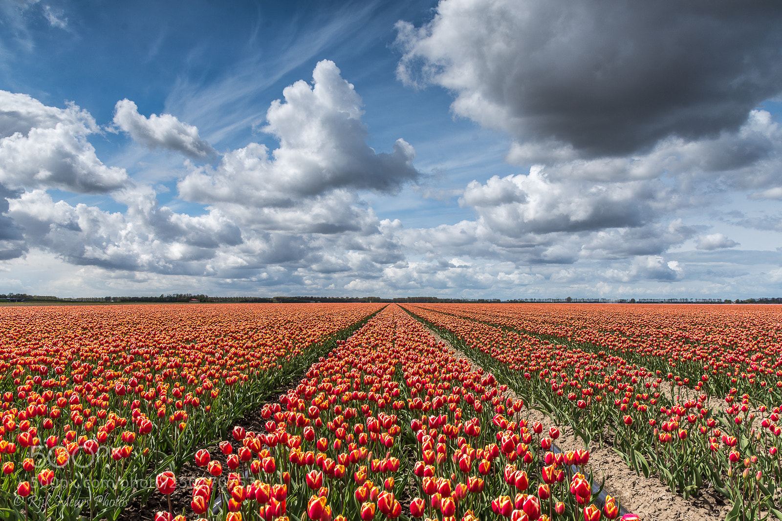 Nikon D7200 sample photo. Tulip field photography