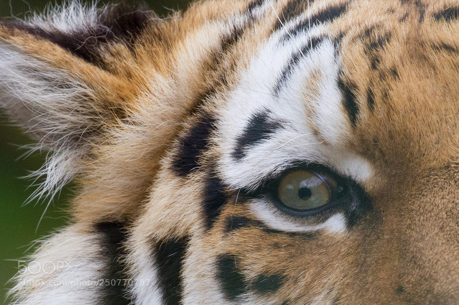 Canon EOS 7D sample photo. Eye of the tiger photography