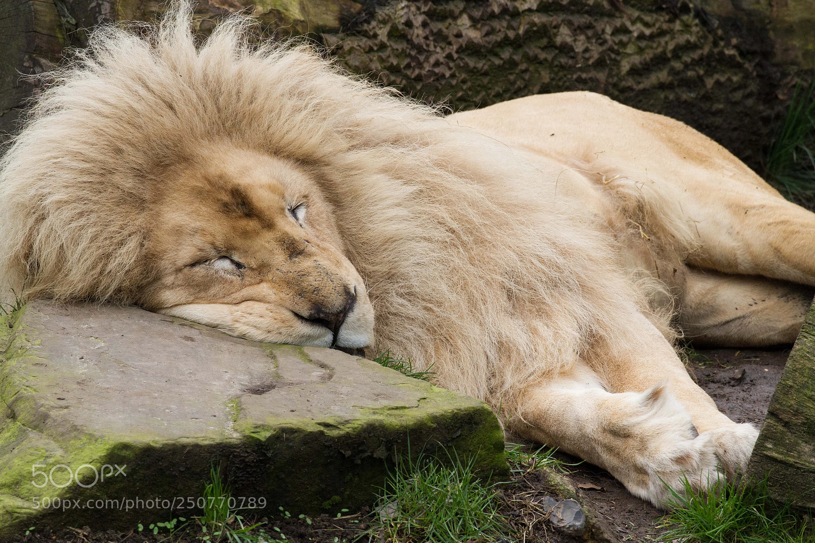 Canon EOS 7D sample photo. The lion sleeps... pretty photography