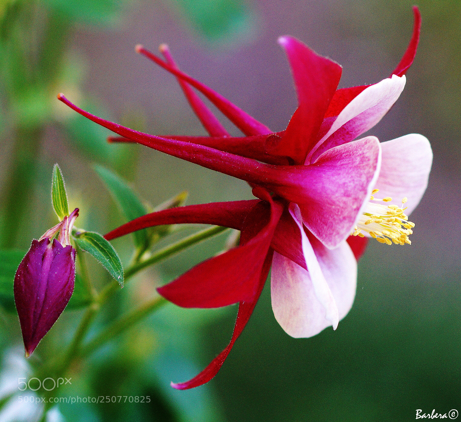 Sony SLT-A58 sample photo. Red aquilegia photography