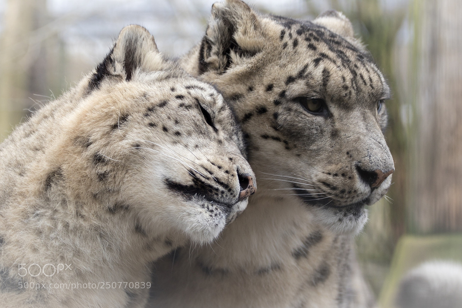 Canon EOS 80D sample photo. Snow leopard snuggle time! photography