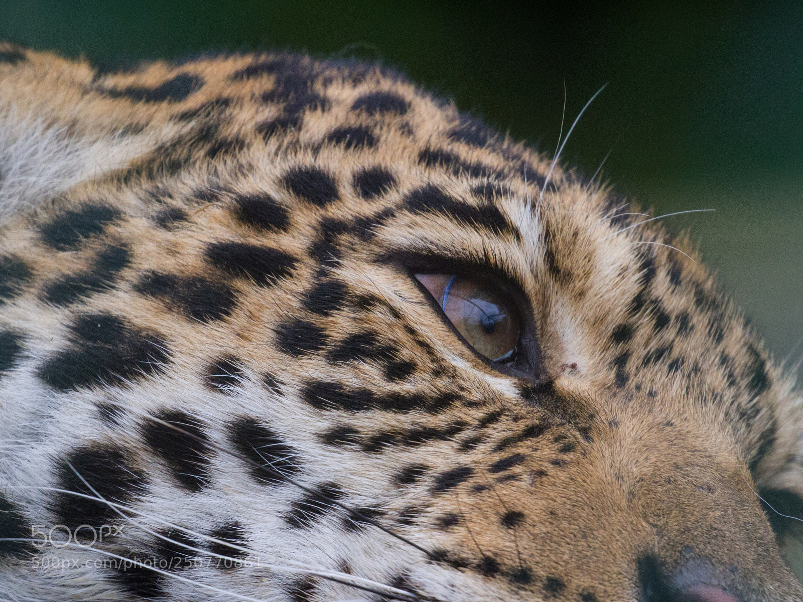 Canon EOS 7D sample photo. Eye of the jaguar photography
