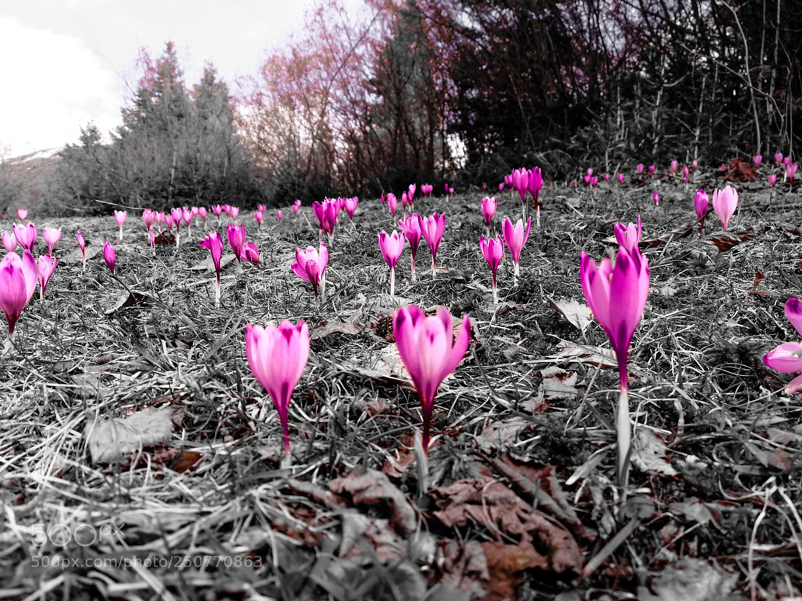 HUAWEI Honor 9 sample photo. Crocus - photography
