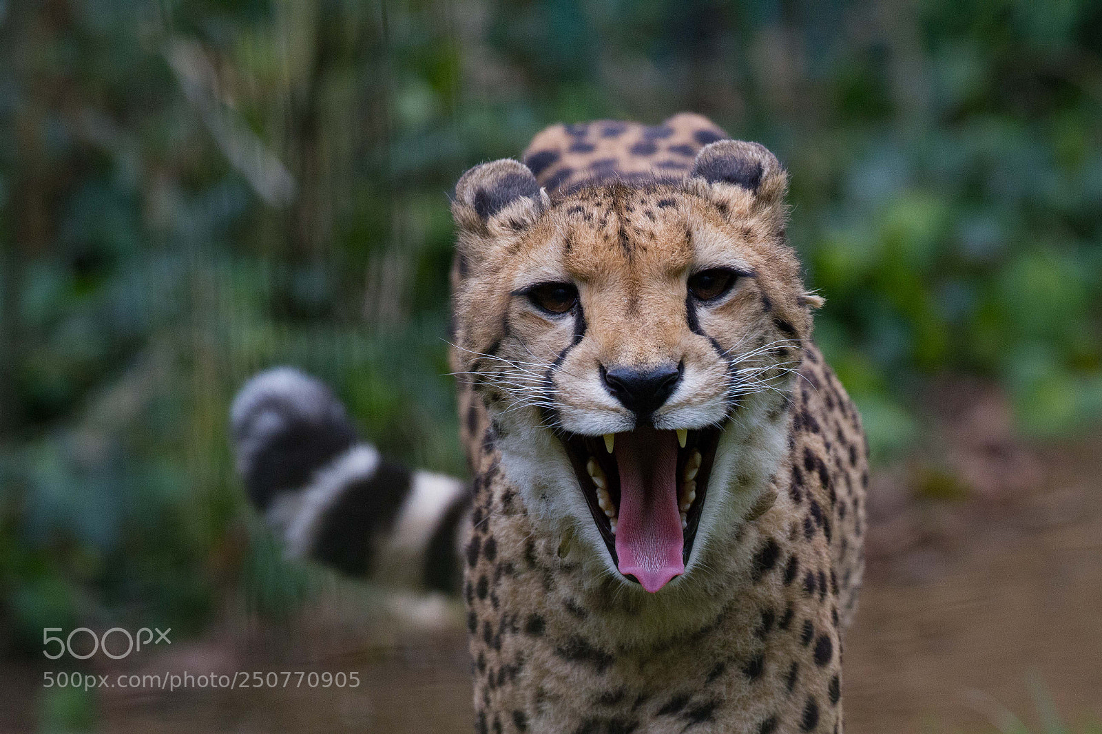 Canon EOS 7D sample photo. Stay away! photography