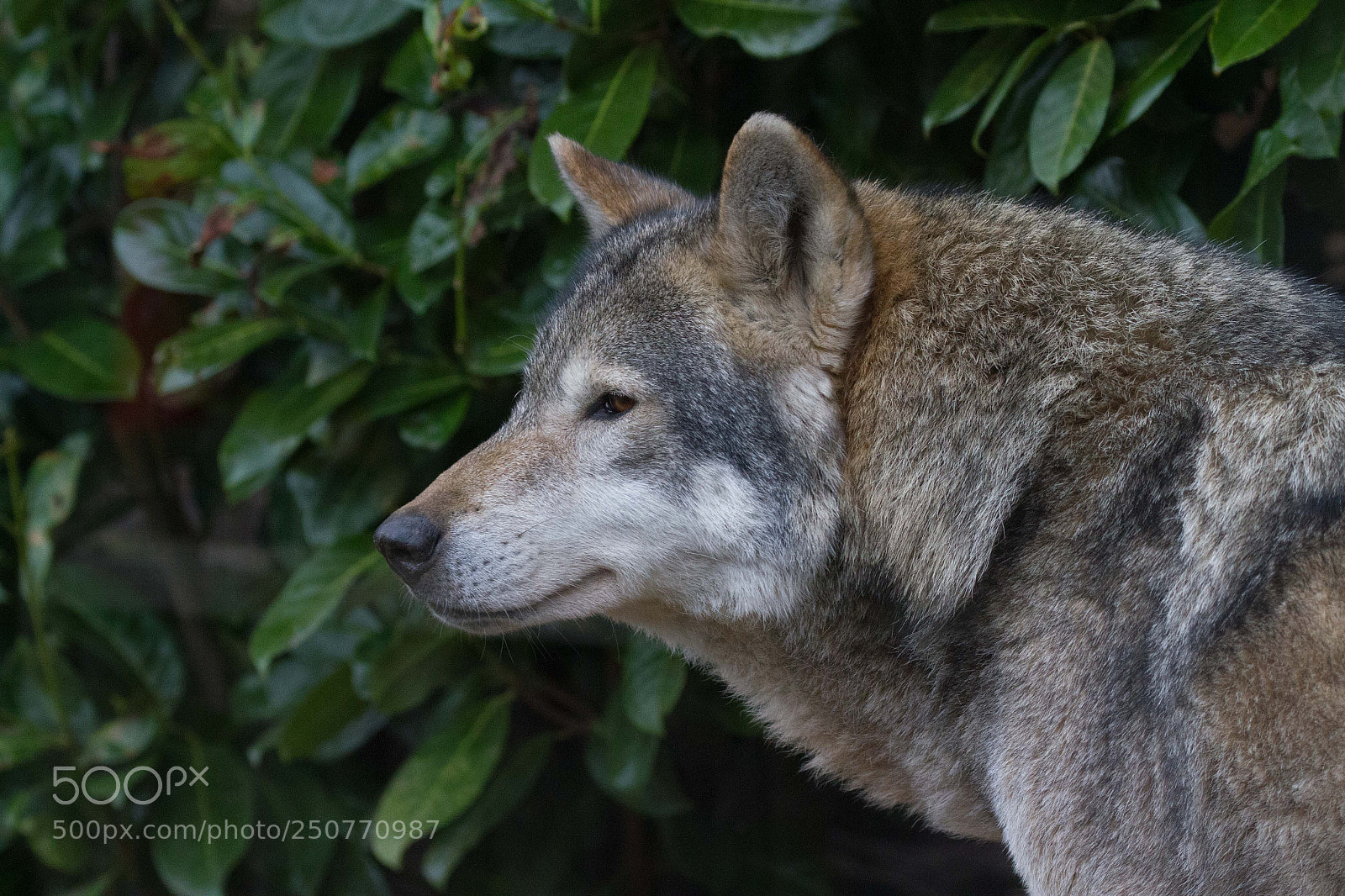 Canon EOS 7D sample photo. Wolf photography