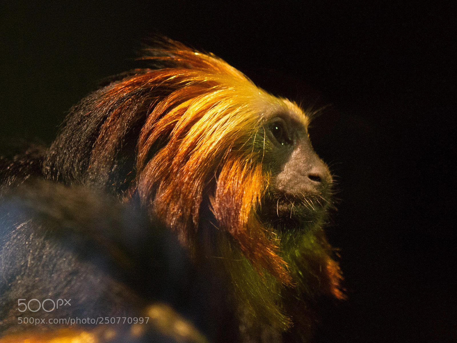 Canon EOS 7D sample photo. Tamarin portrait photography