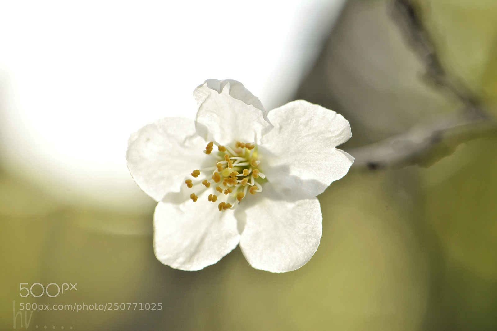 Nikon D7100 sample photo. Light and shade photography