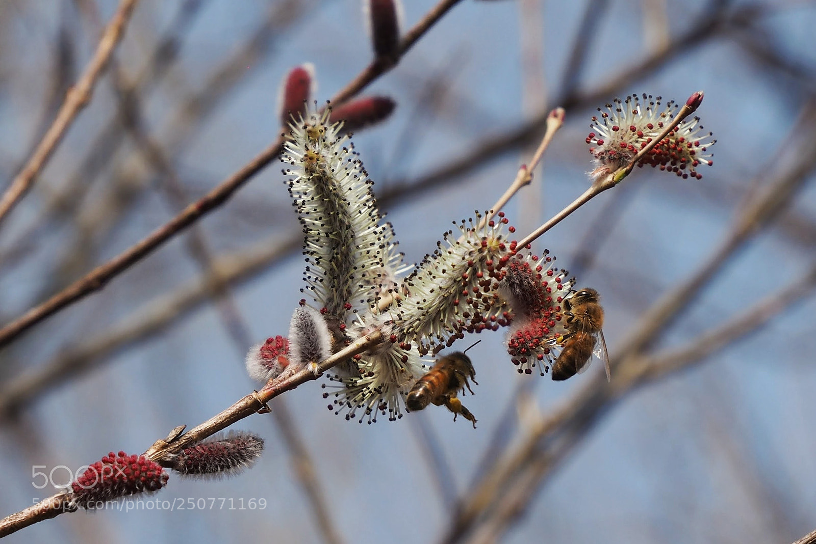 Olympus OM-D E-M10 II sample photo. Spring photography