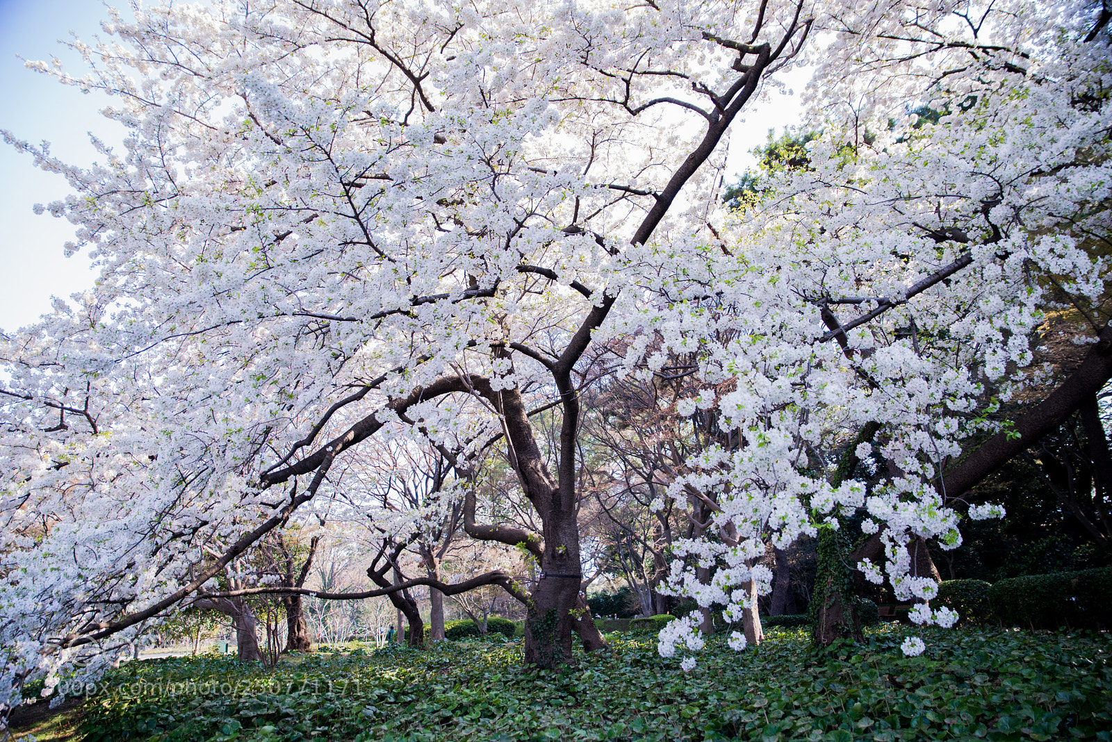 Nikon D610 sample photo. 桜満開 photography