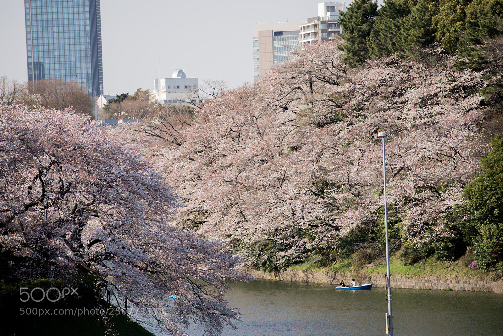 Nikon D610 sample photo. 桜満開 photography