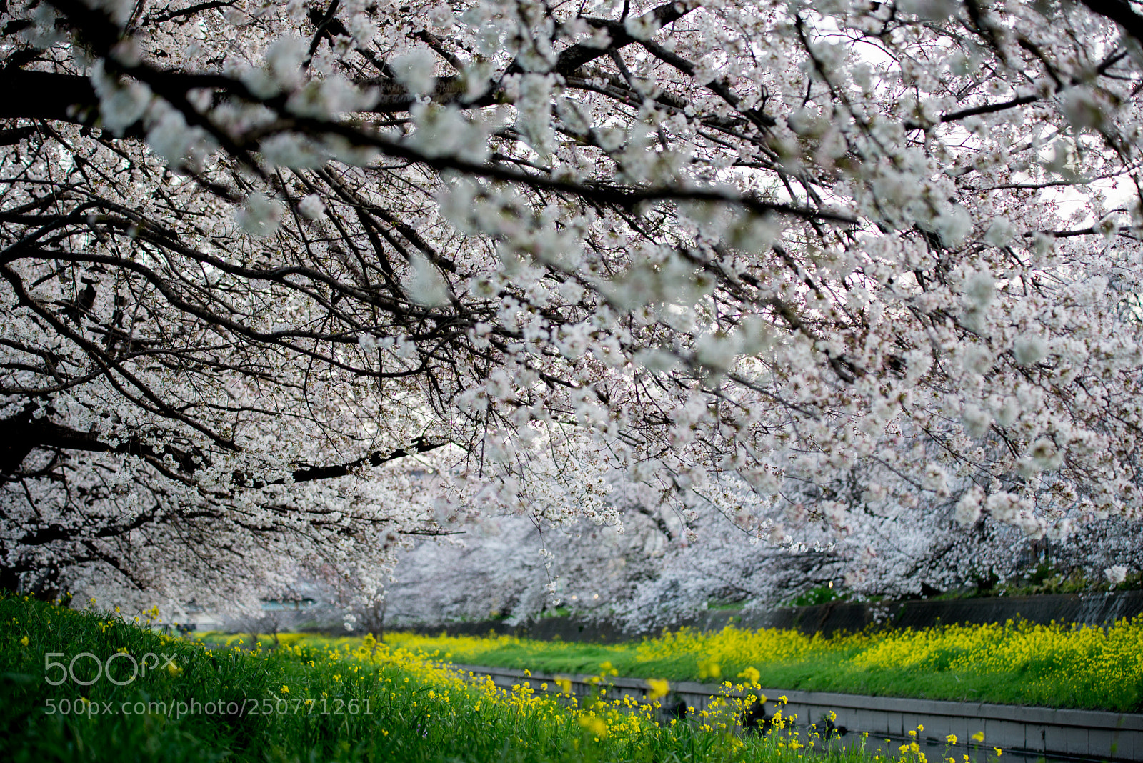 Nikon D610 sample photo. 桜満開 photography