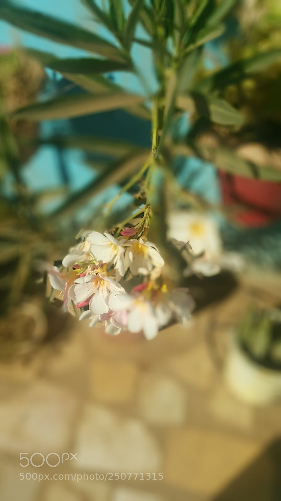 Samsung Galaxy Note4 sample photo. Flower photography