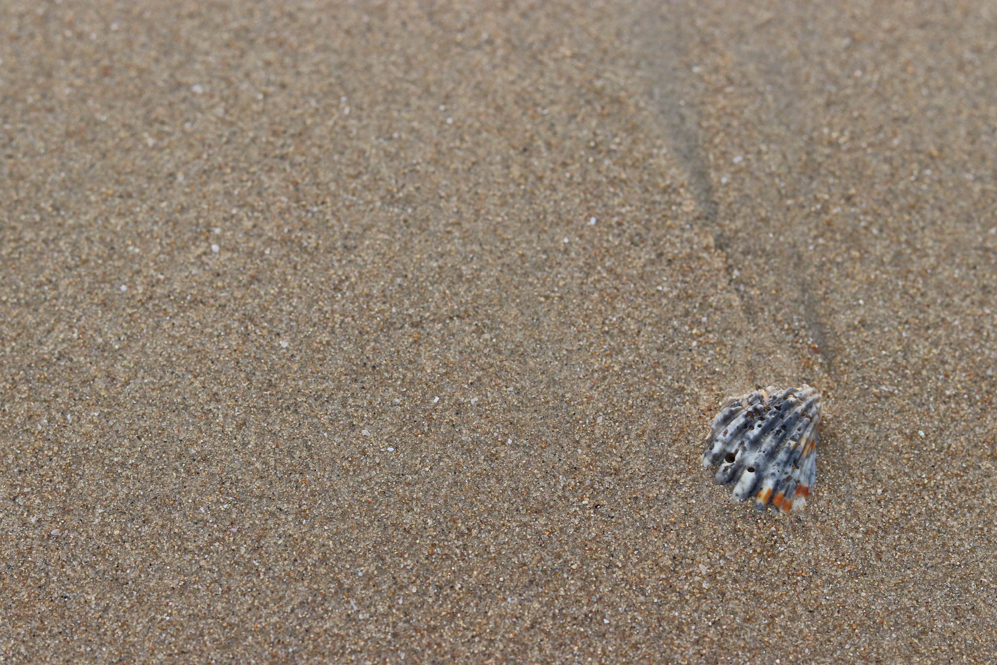 Canon EOS 800D (EOS Rebel T7i / EOS Kiss X9i) sample photo. Shell at the shore photography