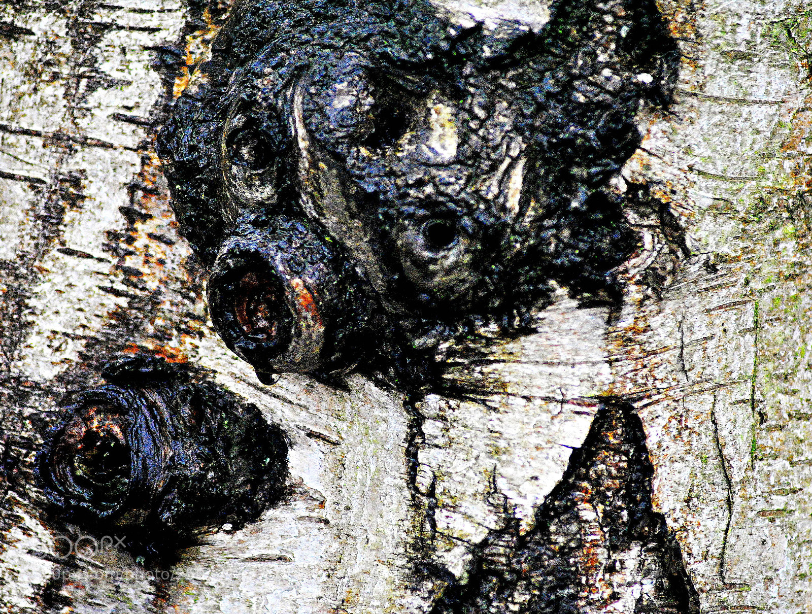 Nikon D3000 sample photo. The  hidden  hog photography