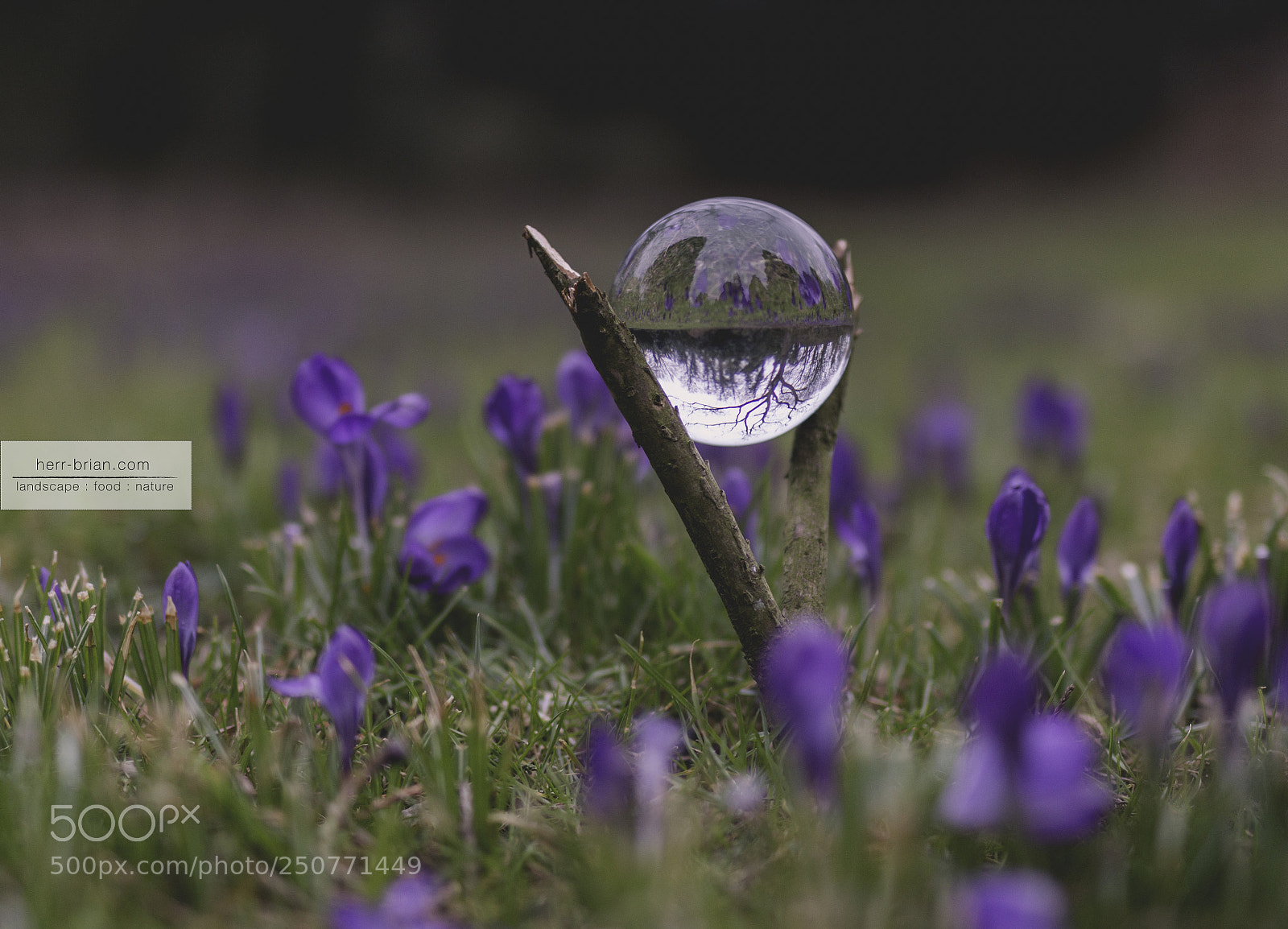 Canon EOS 70D sample photo. Crocus bubble photography