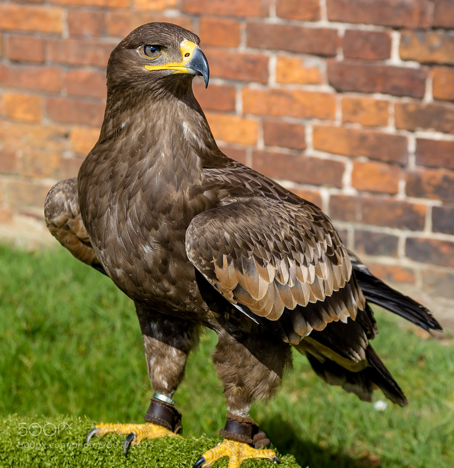 Nikon D500 sample photo. Russian eagle photography
