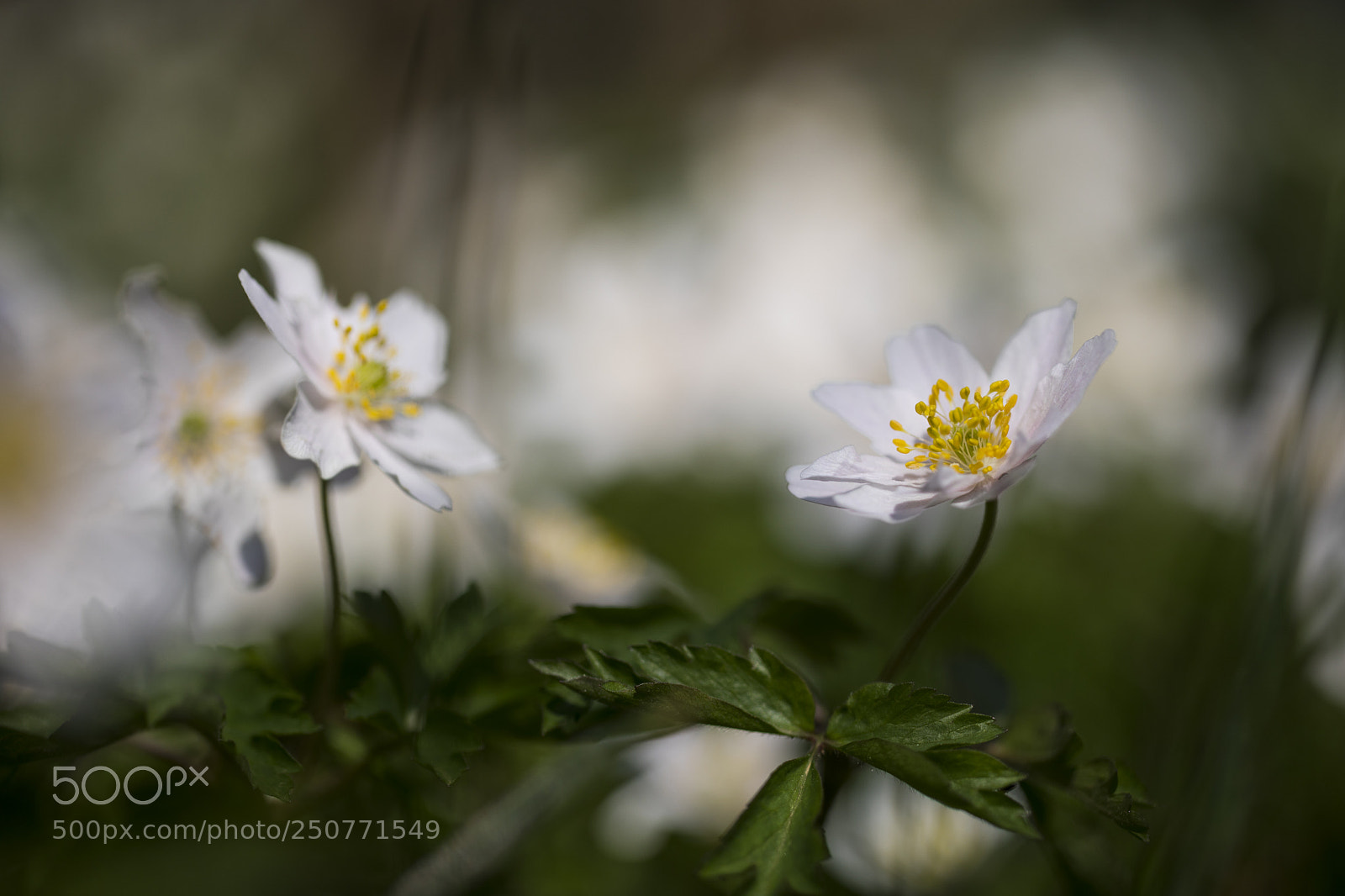 Canon EOS 5D Mark IV sample photo. Anemone fiori bianchi photography