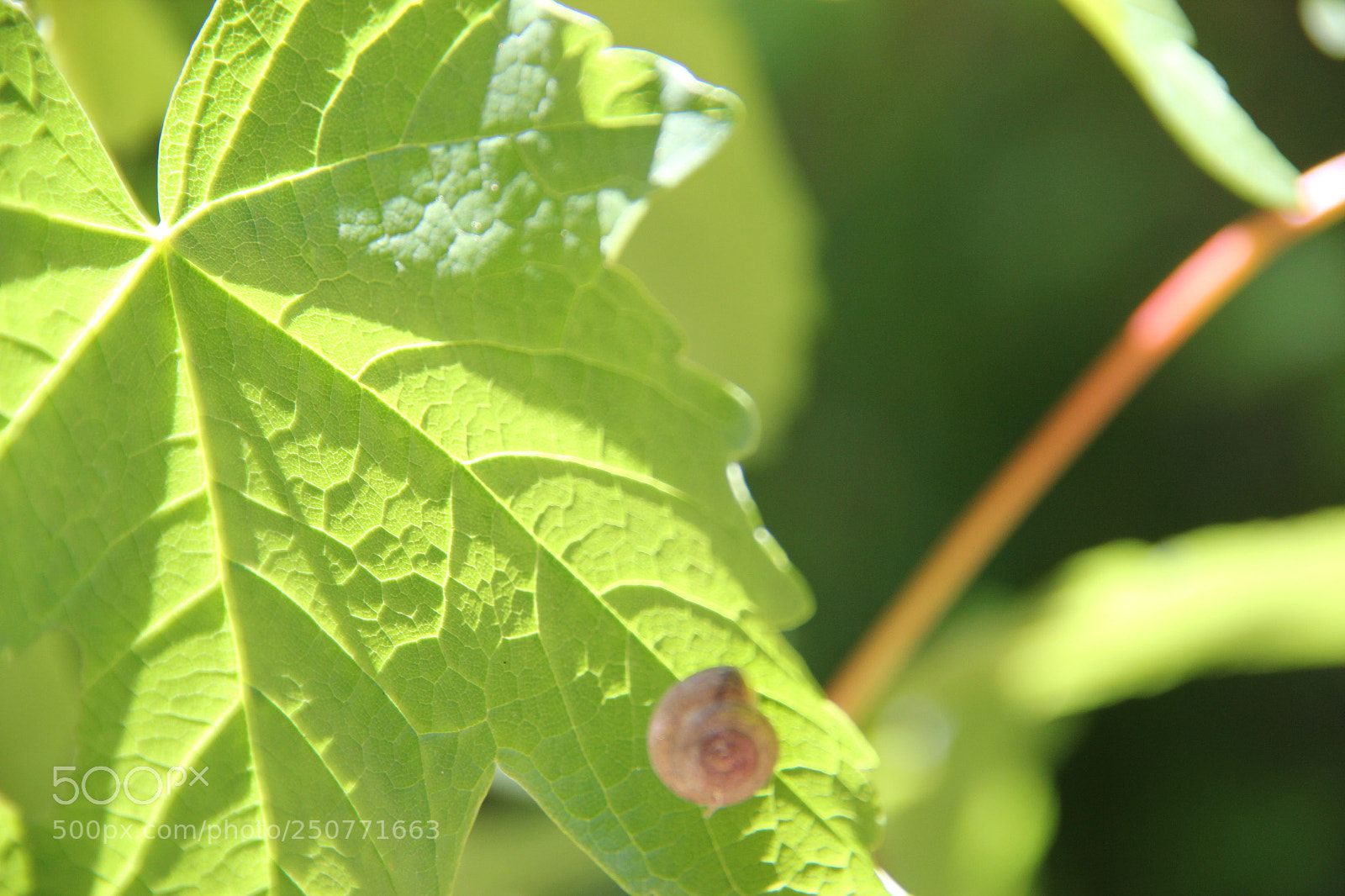 Canon EF-S 18-135mm F3.5-5.6 IS sample photo. Untitled photography
