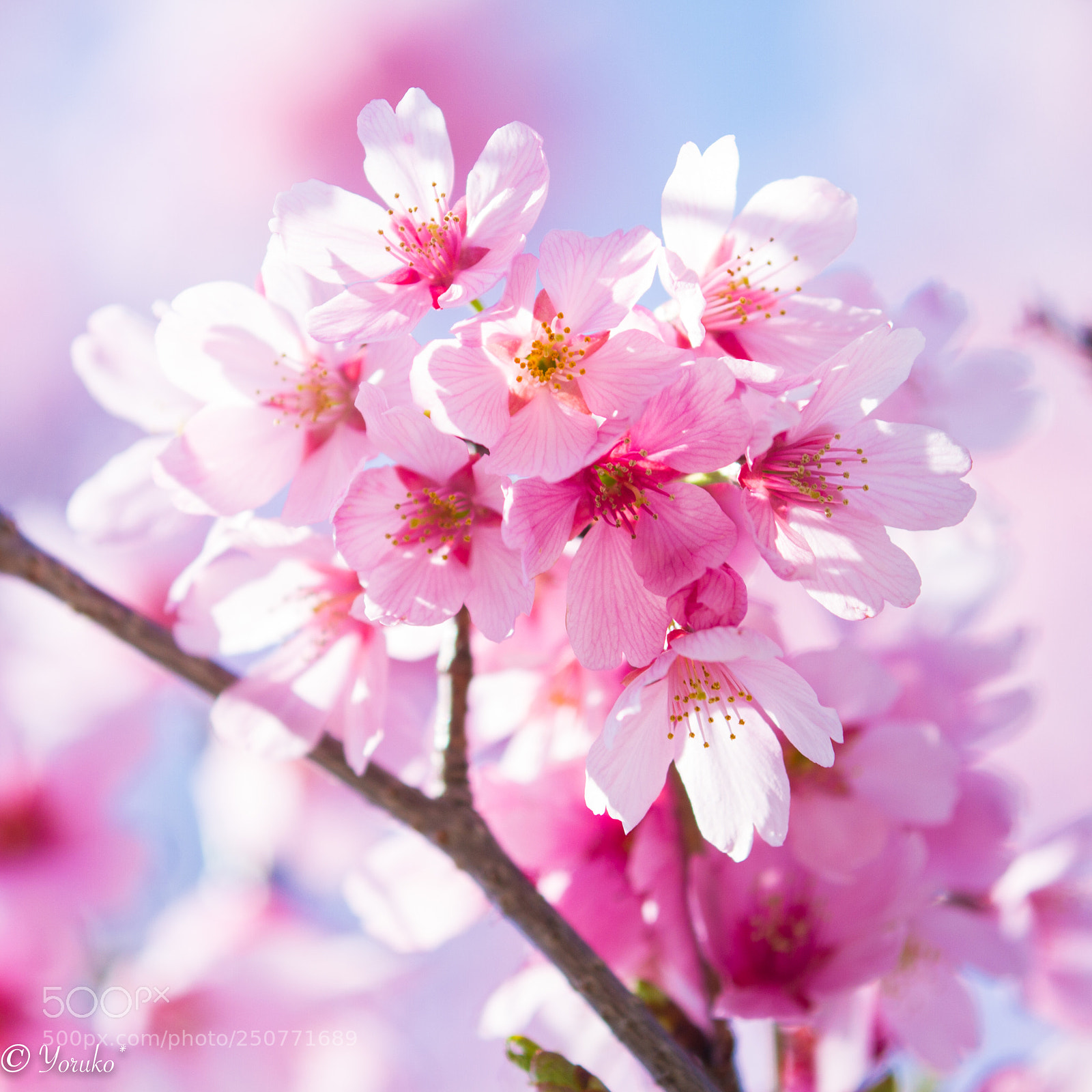 Canon EOS 7D sample photo. In eden photography