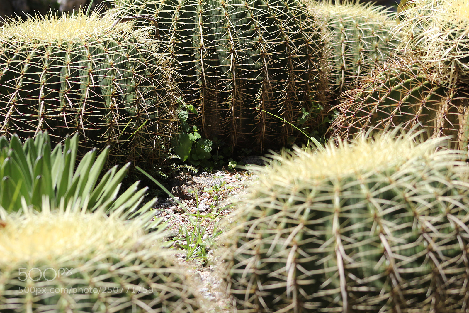 Canon EF 75-300mm f/4-5.6 sample photo. Img photography