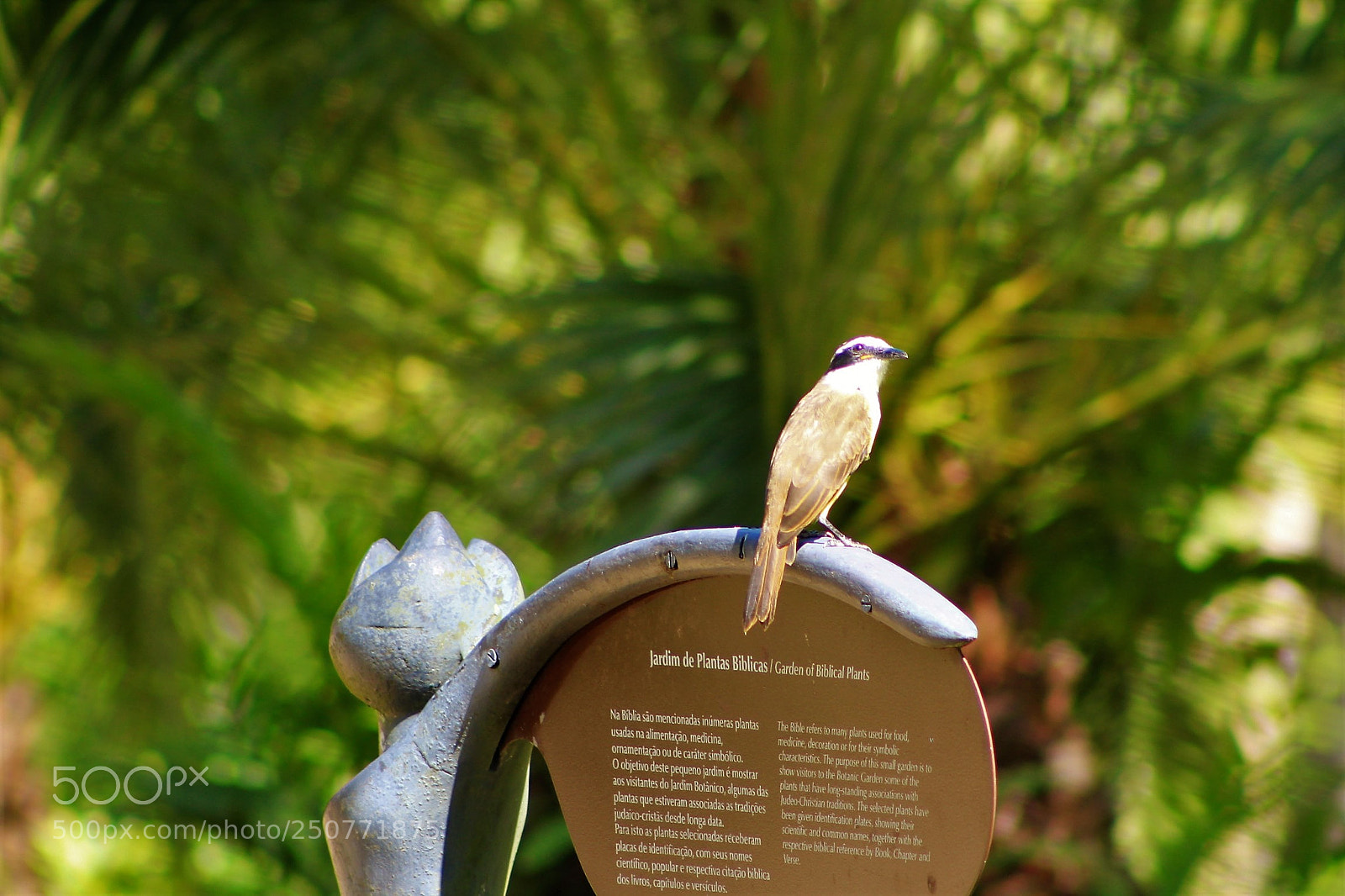 Canon EOS 1300D (EOS Rebel T6 / EOS Kiss X80) sample photo. Bird on a sign photography