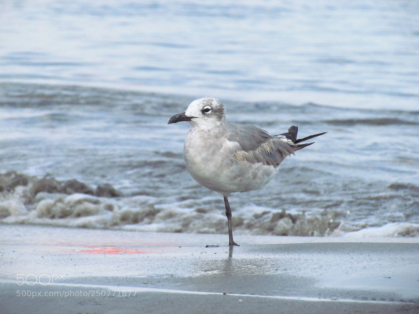 Canon PowerShot SX30 IS sample photo. Pata de palo photography