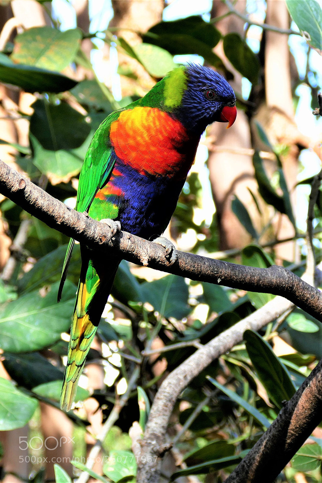 Panasonic Lumix DMC-FZ1000 sample photo. Colorful parrot photography