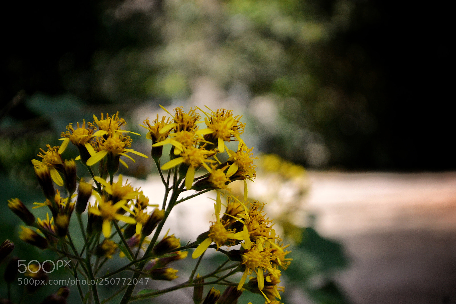 Nikon D3100 sample photo. Spring is here! photography