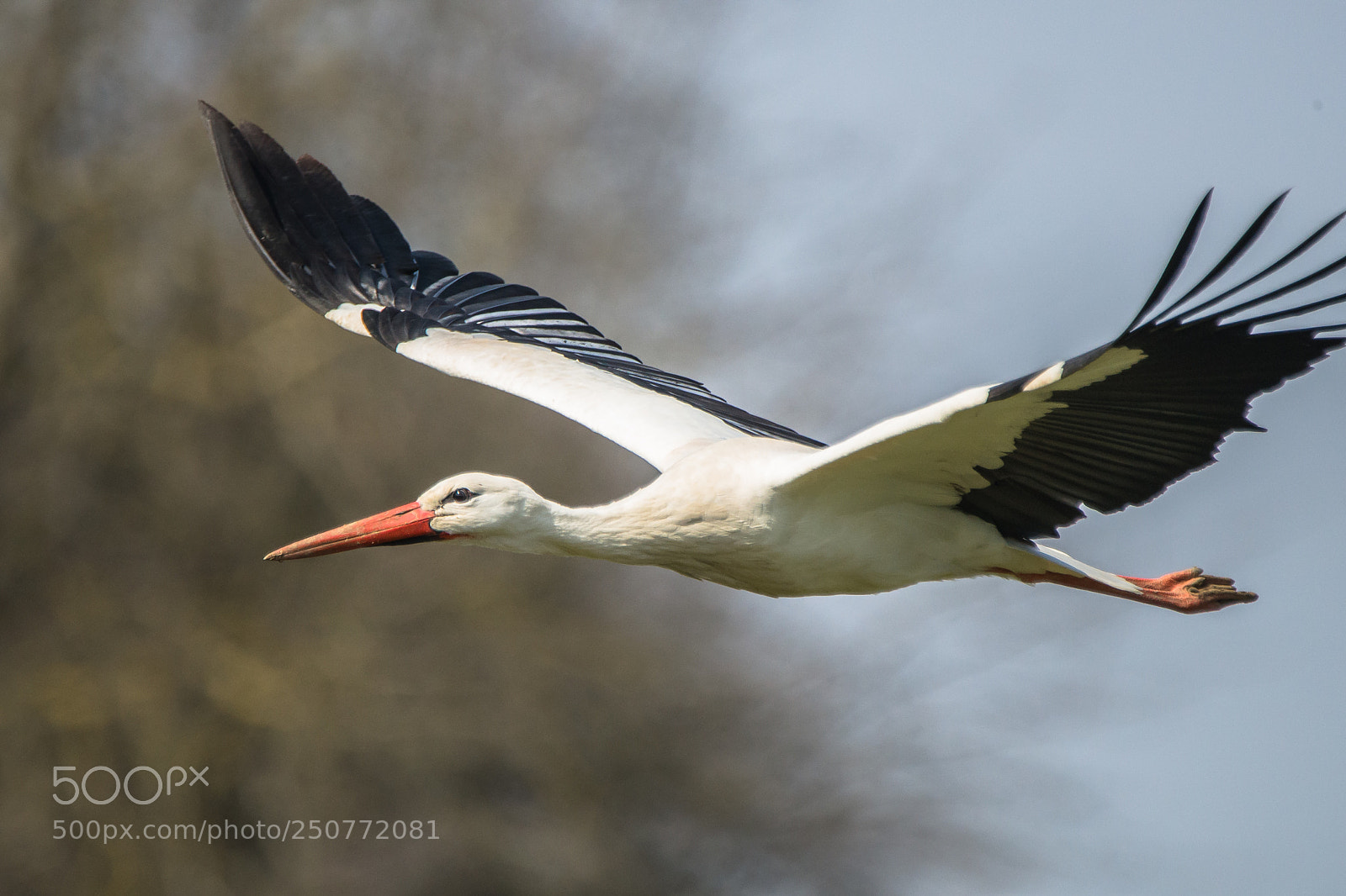 Nikon D610 sample photo. White stork photography