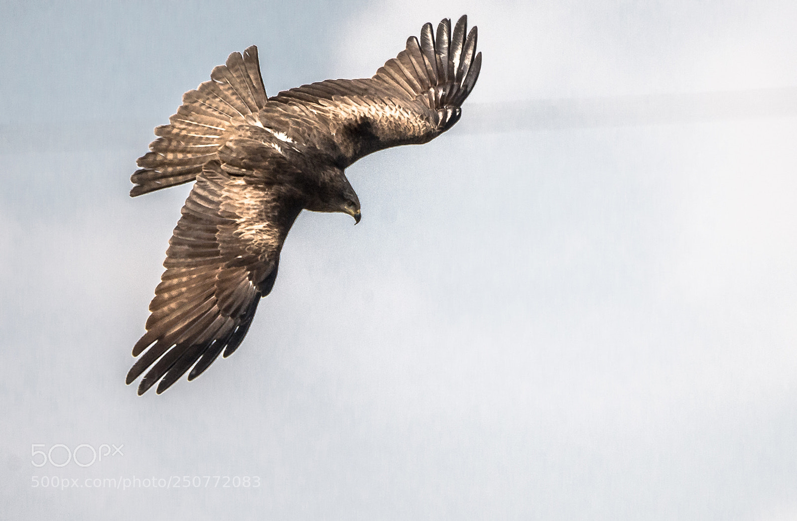 Nikon D610 sample photo. Buzzard photography