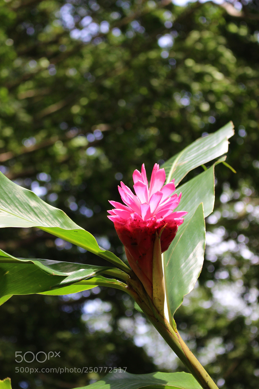 Canon EOS 700D (EOS Rebel T5i / EOS Kiss X7i) sample photo. The jewel of the photography