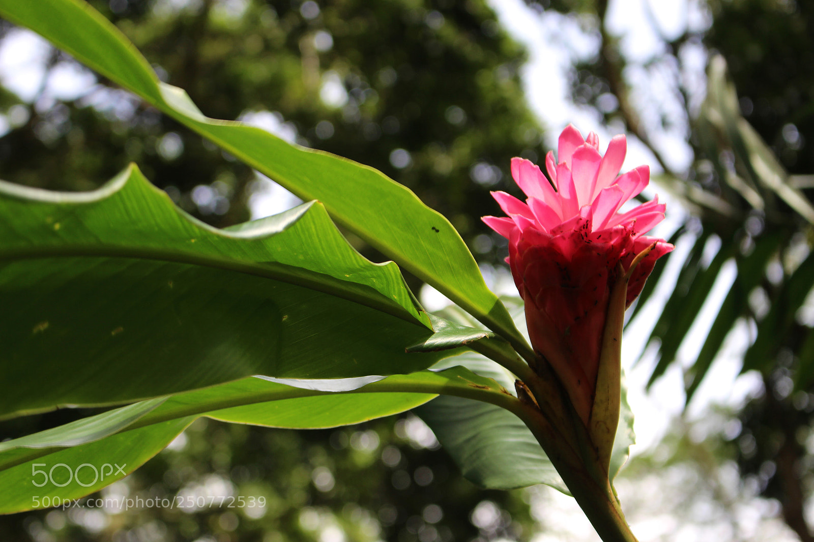 Canon EOS 700D (EOS Rebel T5i / EOS Kiss X7i) sample photo. The jewel of the photography
