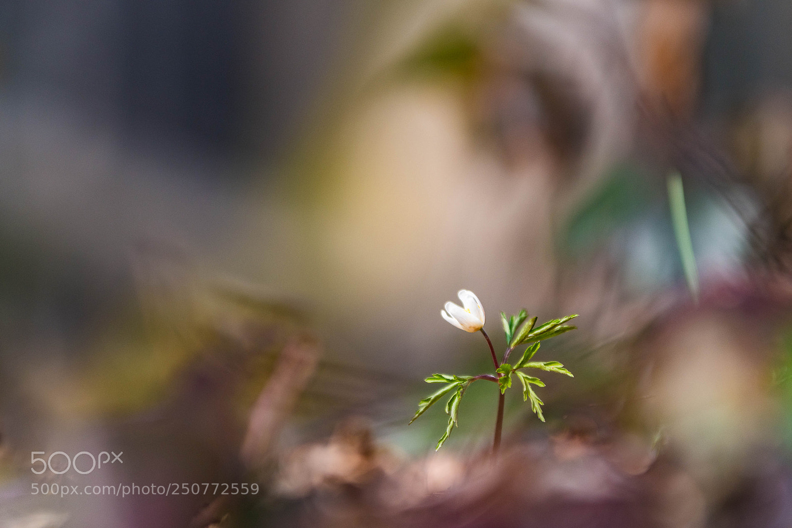 Nikon D500 sample photo. Hp photography