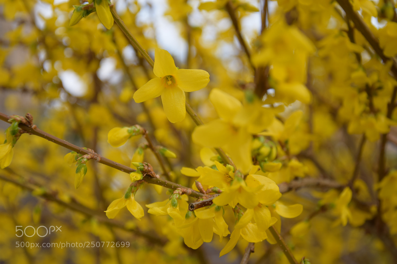 Nikon D3300 sample photo. Spring is back photography