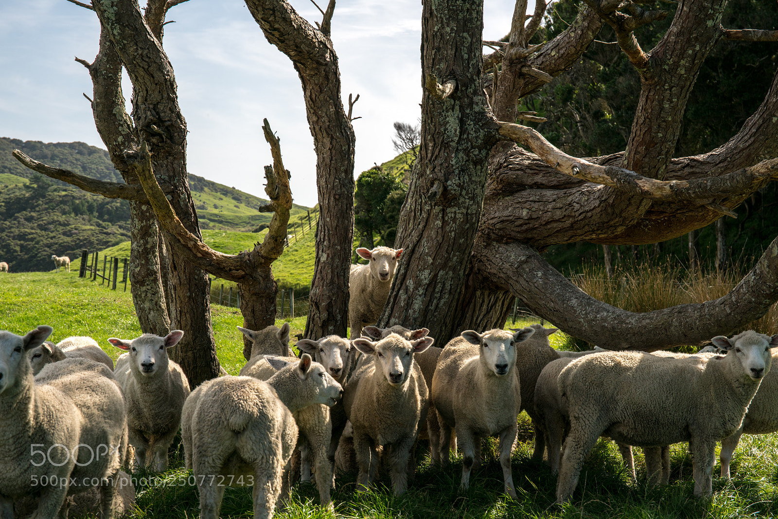 Sony a7R II sample photo. Curious sheep photography