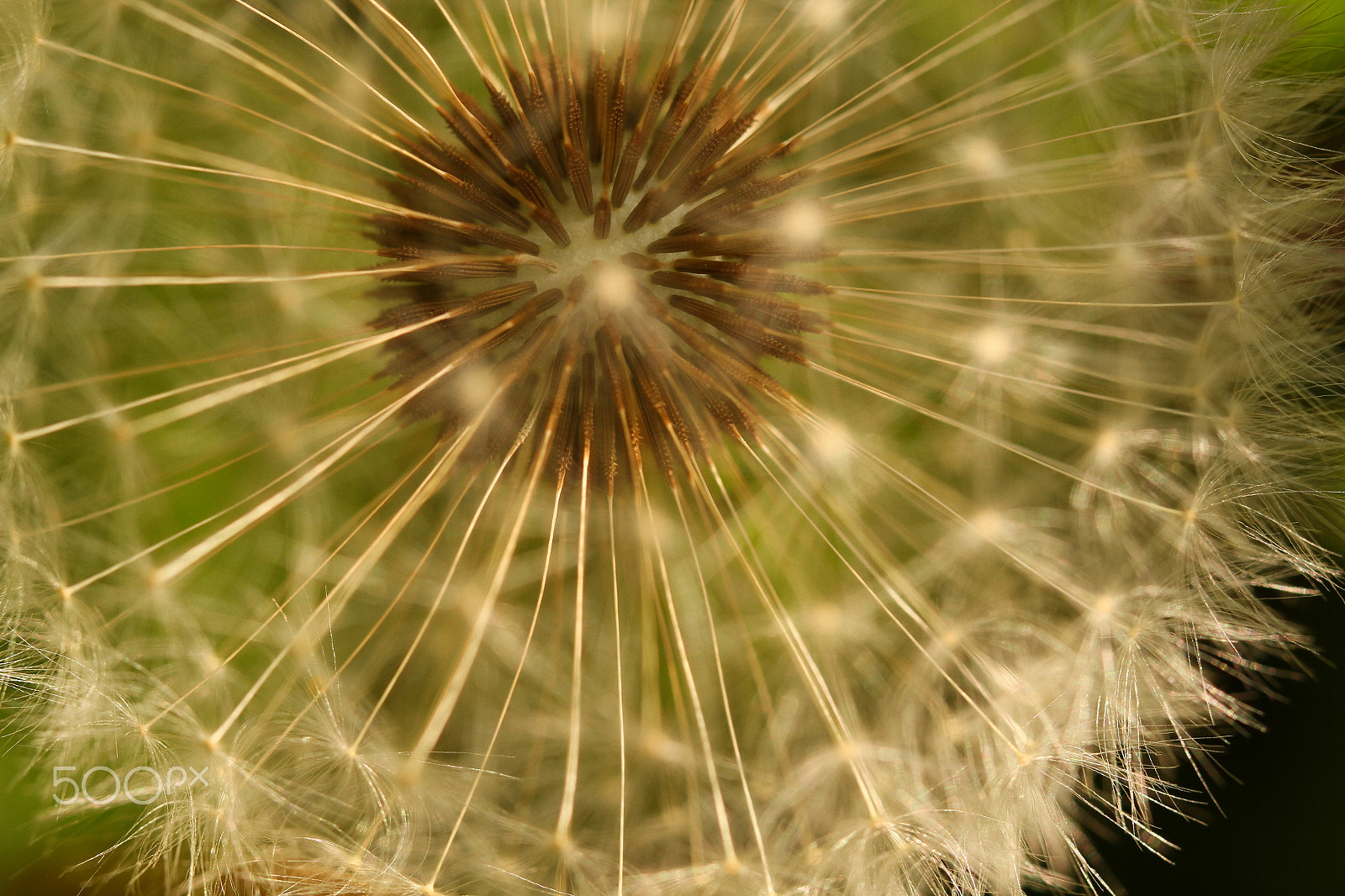 Canon EOS 7D + Canon EF 100mm F2.8L Macro IS USM sample photo. A weed photography