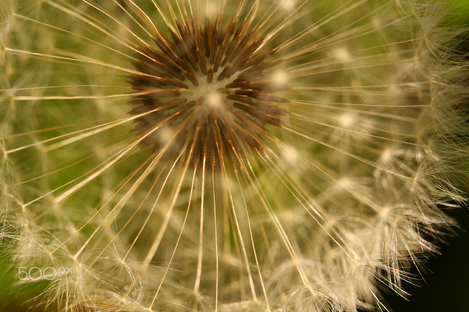 Canon EF 100mm F2.8L Macro IS USM sample photo. A weed photography