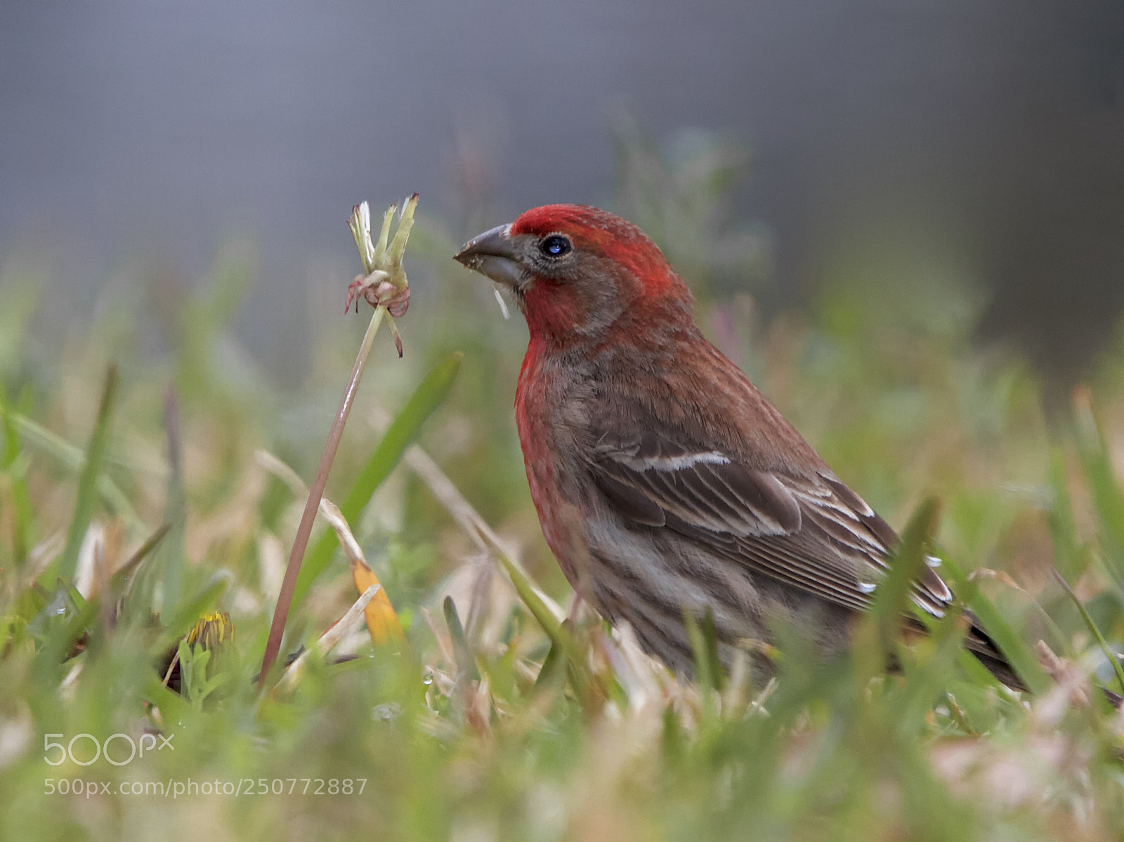 Canon EOS 7D sample photo. House finch photography