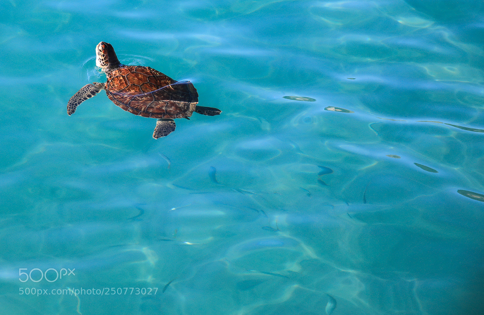 Canon EOS 5D Mark IV sample photo. Curacao 37 photography