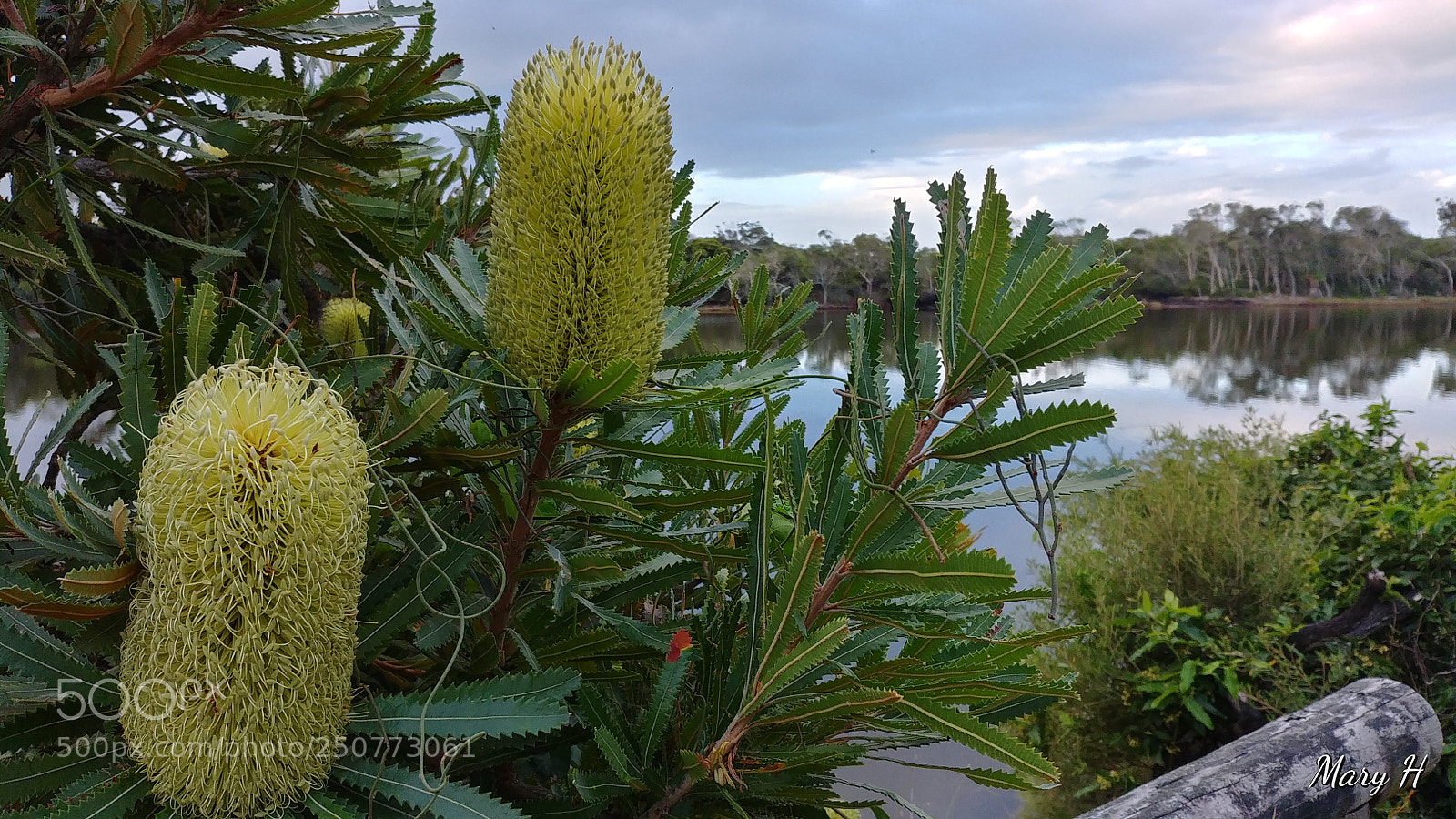LG G6 sample photo. Banksias photography