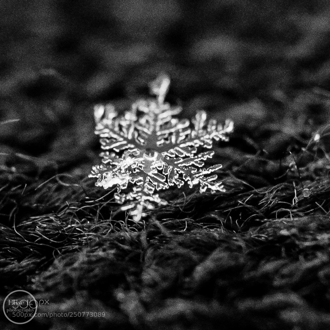 Canon EOS 6D Mark II sample photo. Snowflake photography