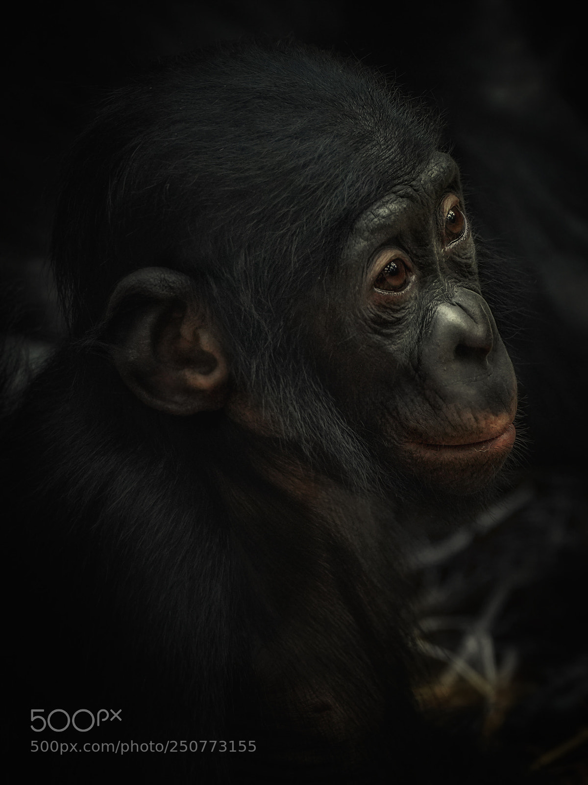 Sony a7R III sample photo. Dreamer photography